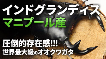 グランディスオオクワガタ　インド・マニプール産　販売　通販　専門店　購入