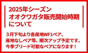 2025シーズンオオクワガタ販売開始時期