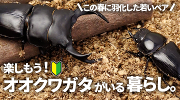国産オオクワガタ WF1 各産地 販売 通販 専門店 購入