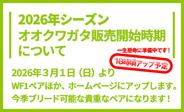 2026年オオクワガタ販売開始時期についてのお知らせ