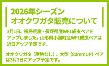 2026年オオクワガタ販売についてのお知らせ