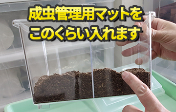 カブトムシ・クワガタムシ成虫飼育セット　セット方法　やり方
