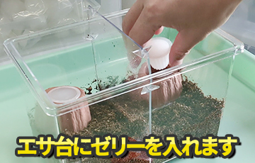 専門店厳選】はじめてでも簡単・安心！ カブトムシ・クワガタ飼育 7点