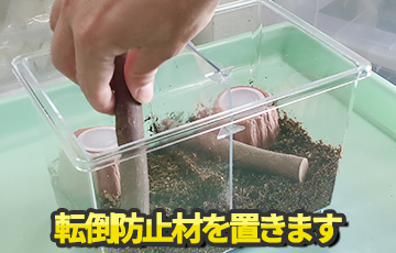 専門店厳選】はじめてでも簡単・安心！ カブトムシ・クワガタ飼育 7点