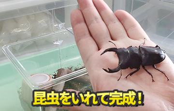 専門店厳選】はじめてでも簡単・安心！ カブトムシ・クワガタ飼育 7点