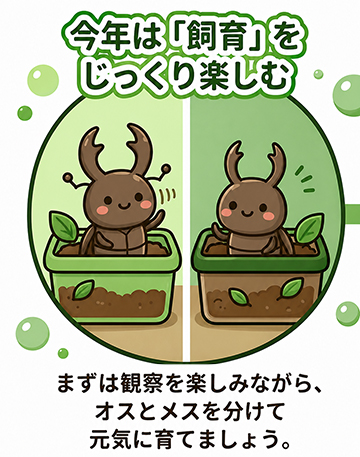 オオクワガタ飼育・産卵