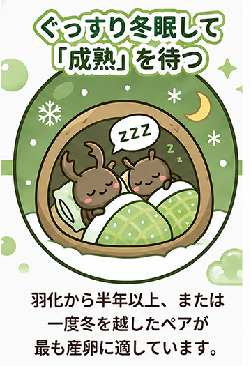 オオクワガタ飼育・産卵