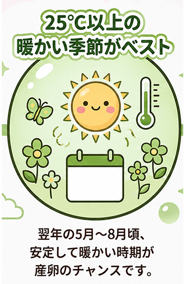 オオクワガタ飼育・産卵