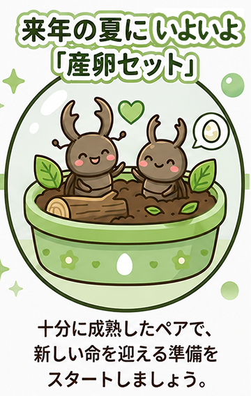 オオクワガタ飼育・産卵