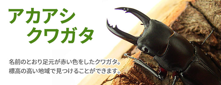 アカアシクワガタ　販売　ビートルファーム