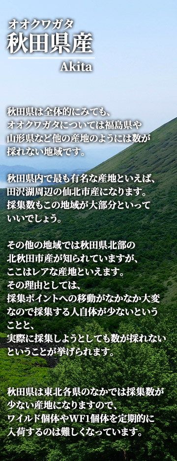 国産オオクワガタ　秋田県産　販売　ビートルファーム