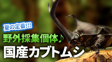 オオクワガタ販売 通販のビートルファーム 03年開業のクワガタ カブトムシ専門店 オオクワガタ販売 通販のビートルファーム 03年開業のクワガタ カブトムシ専門店