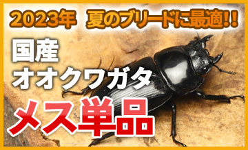 オオクワガタメス単品