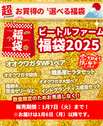 ビートルファームの福袋2025
