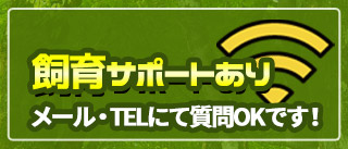 ビートルファームのおすすめポイント