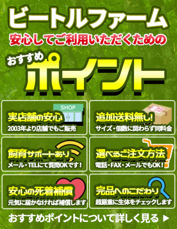 ビートルファームのおすすめポイント