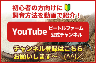 ビートルファームyoutube公式チャンネル