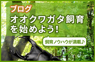 ビートルファームのブログ「オオクワガタ飼育を始めよう」