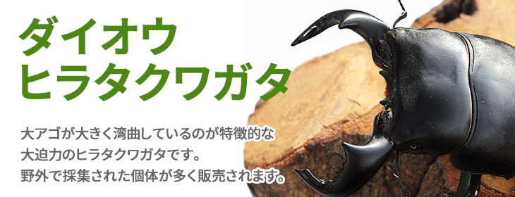 ダイオウヒラタの販売　ビートルファーム