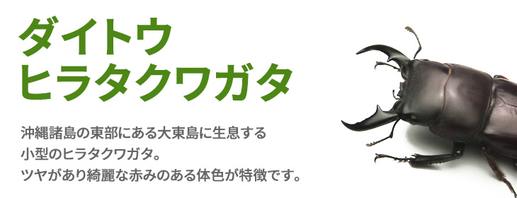 ダイトウヒラタクワガタ　販売　通販　専門店　購入