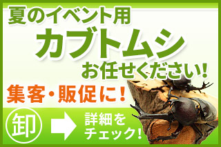 イベント用カブトムシ・クワガタムシの卸し販売ならビートルファーム