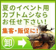 イベント用カブトムシ・クワガタムシの卸し販売