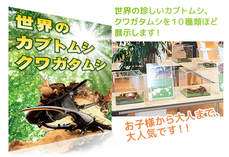 イベント用カブトムシのお問合せ先