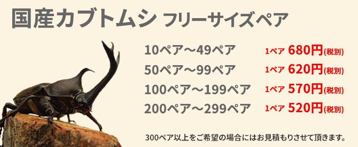 国産カブトムシの価格リスト