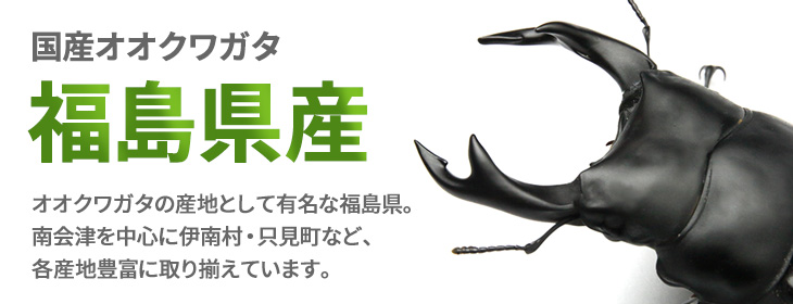 国産オオクワガタ　福島県産　販売　ビートルファーム