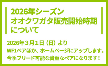 2026年オオクワガタ販売開始時期についてのお知らせ