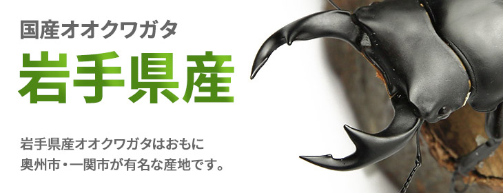 国産オオクワガタ　岩手県産　販売　ビートルファーム