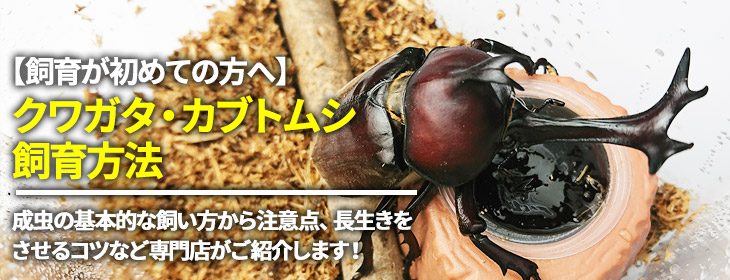 クワガタ カブトムシの基本的な飼育方法を紹介