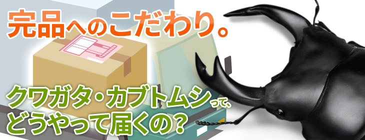 ビートルファーム　完品へのこだわり