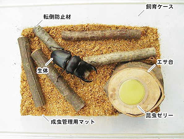 クワガタ カブトムシの基本的な飼育方法を紹介 オオクワガタ販売 通販のビートルファーム 03年開業のクワガタ カブトムシ専門店