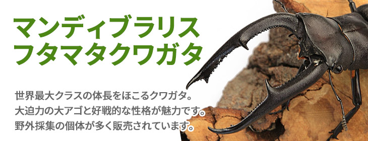 マンディブラリスフタマタクワガタの販売・通販│ビートルファーム マンディブラリスフタマタクワガタの販売・通販│ビートルファーム