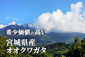 国産オオクワガタ 宮城県栗原市産 販売 通販 専門店 購入