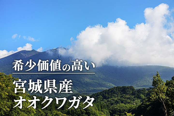 国産オオクワガタ 宮城県栗原市産 販売 通販 専門店 購入