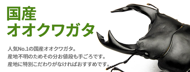 国産オオクワガタの販売 通販 ビートルファーム 初心者におすすめのペアを取り揃え