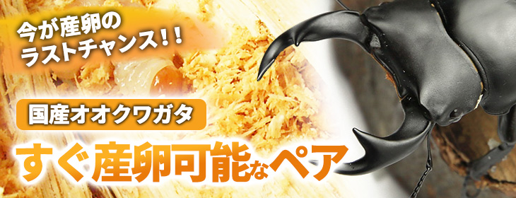 国産オオクワガタの産卵にすぐにチャレンジしたい方へ