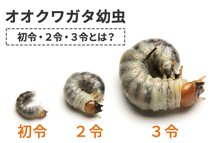 幼虫 出てくる カブトムシ カブトムシの幼虫が土の上に出てくる時の対処法を分かりやすくご紹介