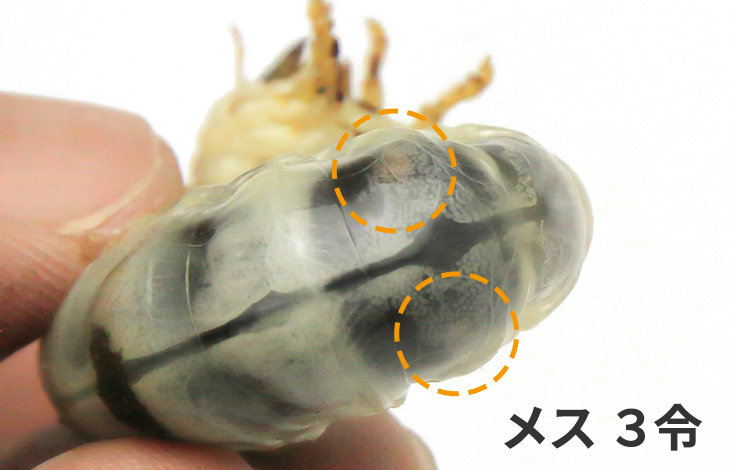 オオクワガタ幼虫の飼育方法について。菌糸ビンの飼い方を紹介。