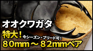 国産オオクワガタ 80mmオーバー 販売 通販 専門店 購入