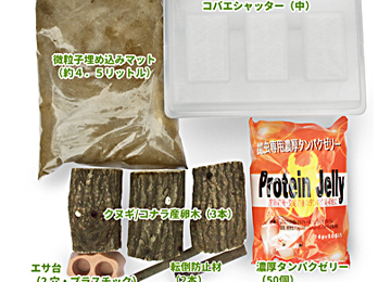 オオクワガタペア