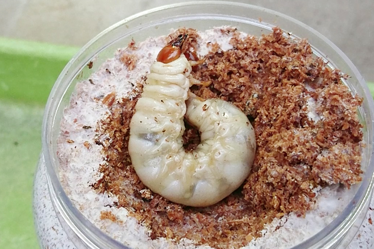 菌糸ビンに投入したオオクワガタ幼虫