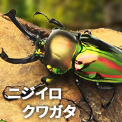 ニジイロクワガタ　販売　通販　専門店　購入