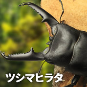 ツシマヒラタクワガタ　販売　通販　専門店　購入