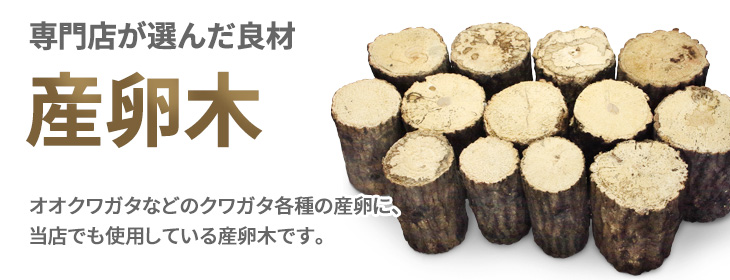 専門店が選んだ産卵木の販売 ビートルファーム