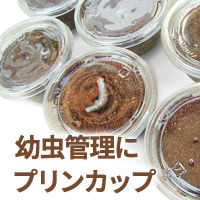 プリンカップ　販売　通販　専門店　購入