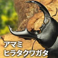 アマミヒラタクワガタ　販売　通販　専門店　購入