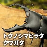 トクノシマヒラタクワガタ　販売　通販　専門店　購入